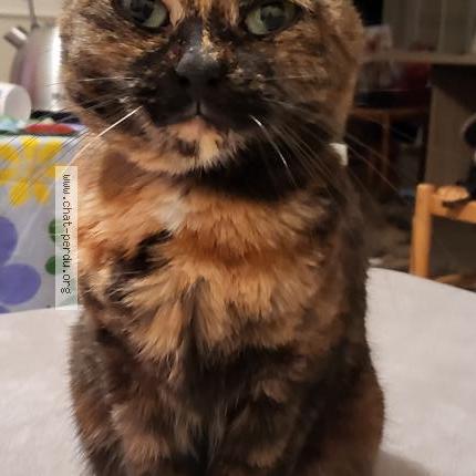 Photo 2/2 Xena Chat lost in La chapelle saint luc