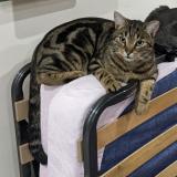 Picture of cat lost at Hulluch