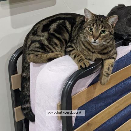 Photo 1/1 Chacal Chat lost in Hulluch