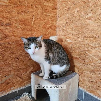 Foto 1/1 Wiedergefundene Katze Verloren in Dahlem