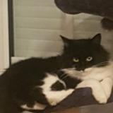 Picture of cat lost at Echenoz Le Sec