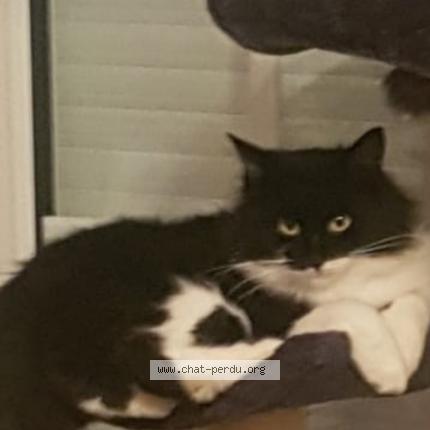 Photo 1/1 Namie Chat lost in Echenoz le sec