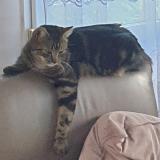 Picture of cat lost at La Grande Paroisse