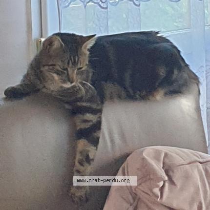 Photo 1/1 AYDEN Chat lost in La grande paroisse