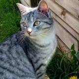 Picture of cat lost at Vannes