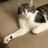 Picture of cat lost at Rully