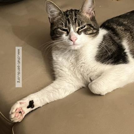 Photo 1/1 Kassav Chat lost in Rully