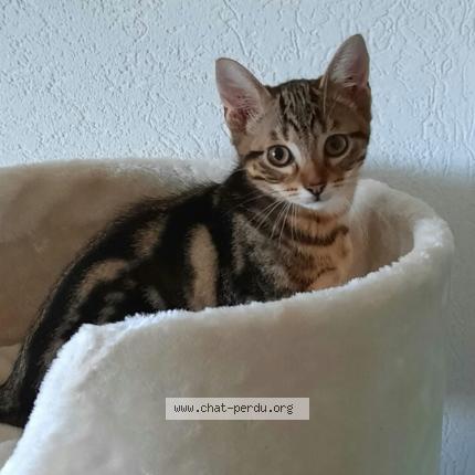 Foto 1/1 Wiedergefundene Katze Verloren in Chambrelien