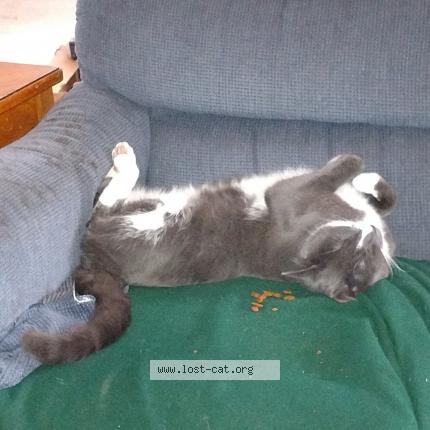 Photo 1/1 Reunited cat Lost in Shoreline