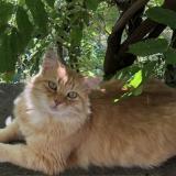 Picture of cat lost at Curnier