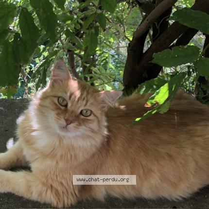 Photo 1/1 Pablo Chat lost in Curnier