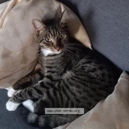 Foto 1/1 Kat teruggevonden Vermist in Ciney
