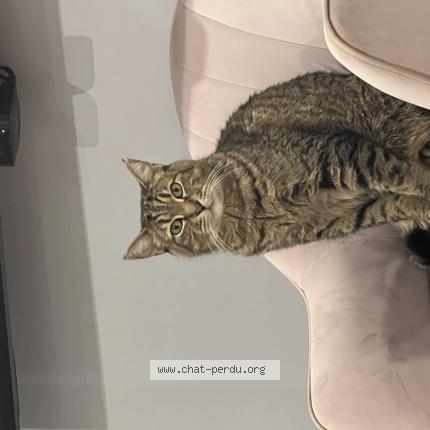 Photo 1/1 Cat reunited Lost in Pierrefonds