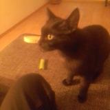 Picture of cat lost at Metz