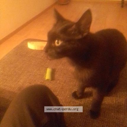 Photo 2/2 Cat reunited Lost in Metz