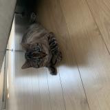 Picture of cat lost at Quebec