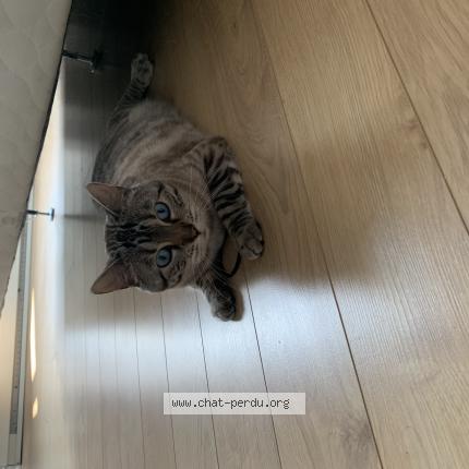 Photo 1/1 Reunited cat Lost in Quebec