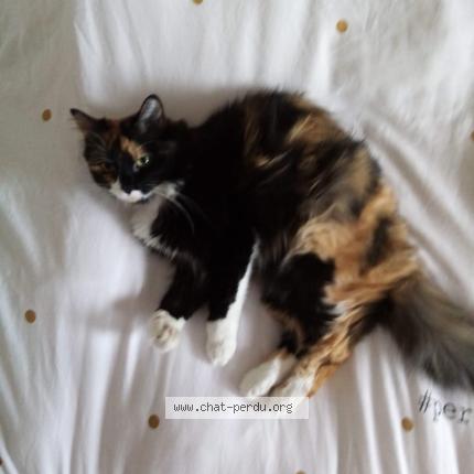Foto 1/1 Kat teruggevonden Vermist in Andrimont