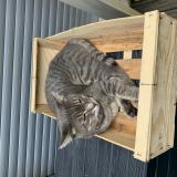 Picture of cat lost at Vanves