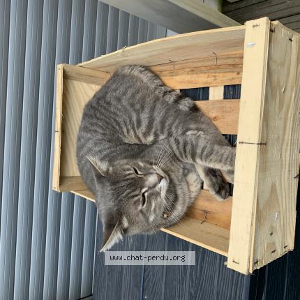 Photo 1/1 Cat reunited Lost in Vanves