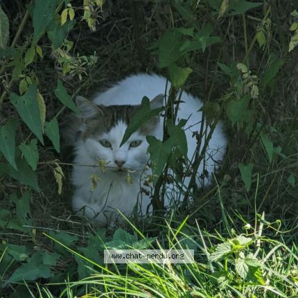 Photo 1/1 Chatte sauvage Chat lost in Carcans