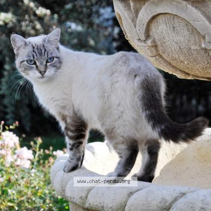 Photo 2/6 Tania Chat lost in Tremblay les villages