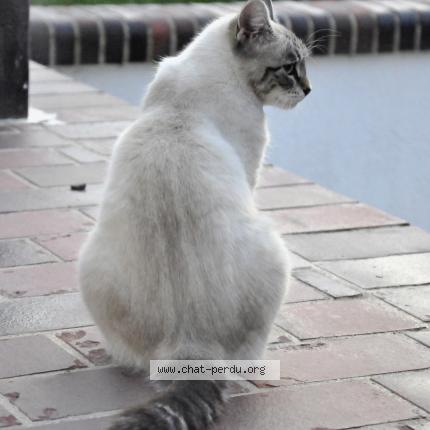 Photo 3/6 Tania Chat lost in Tremblay les villages