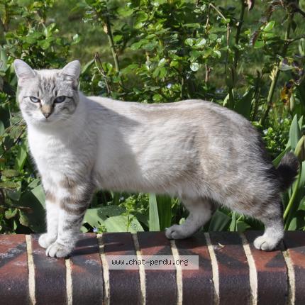 Photo 4/6 Tania Chat lost in Tremblay les villages