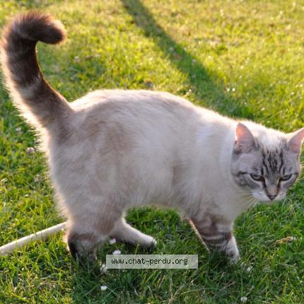 Photo 5/6 Tania Chat lost in Tremblay les villages