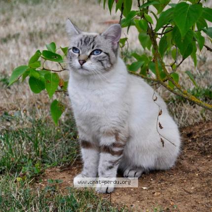 Photo 6/6 Tania Chat lost in Tremblay les villages