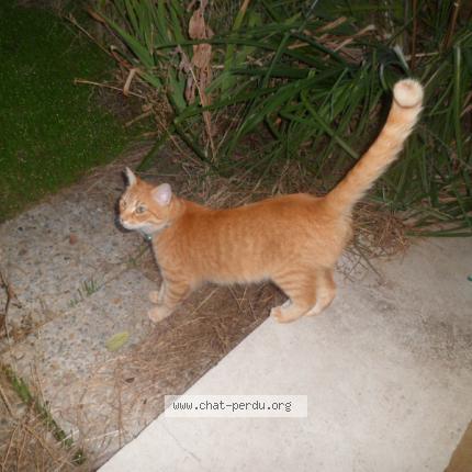 Photo 1/1 Cat reunited Lost in Antibes