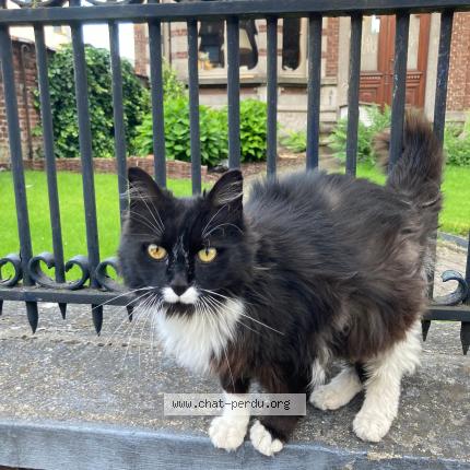 Foto 1/1 Kat teruggevonden Vermist in Haine St Pierre La Louviere