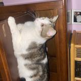 Picture of cat lost at Periers