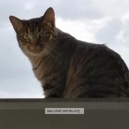 Foto einer verlorenen Katze in Le Grand Saconnex