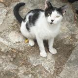 Picture of cat lost at Greasque