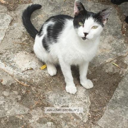 Photo 1/1 ELINA Chat lost in Greasque