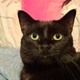 Picture of cat lost at Marseille