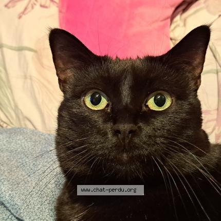 Photo 1/1 Caline Chat lost in Marseille