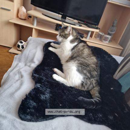 Foto 1/1 Kat teruggevonden Vermist in Uccle