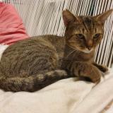 Picture of cat lost at Metz