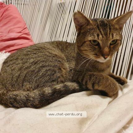 Photo 1/1 Cat reunited Lost in Metz