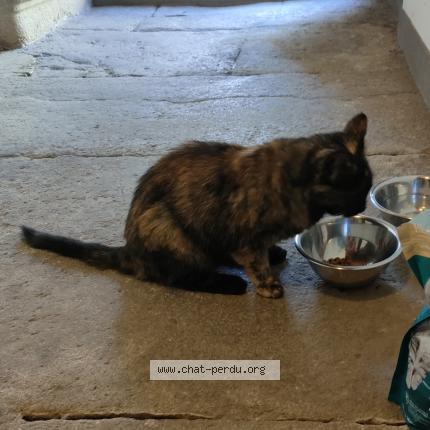 Foto einer gefundenen Katze in Fontaines Sur Grandson