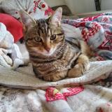 Picture of cat lost at Berstett