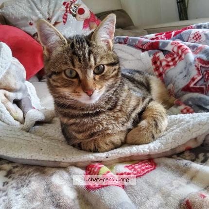 Photo 1/1 gizmo Chat lost in Berstett