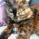 Picture of cat lost at Vitry Sur Seine