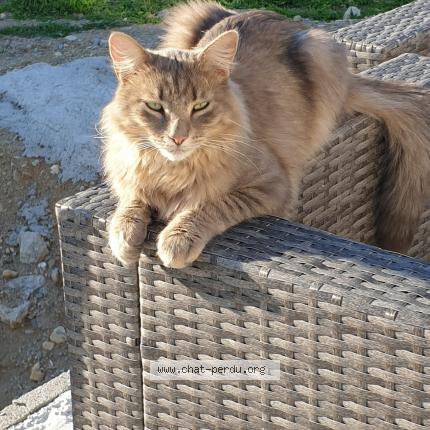 Photo 1/1 Misty Chat lost in Valgelon la rochette