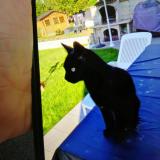 Picture of cat lost at Nandy