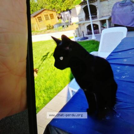 Photo 1/1 Réglisse Chat lost in Nandy