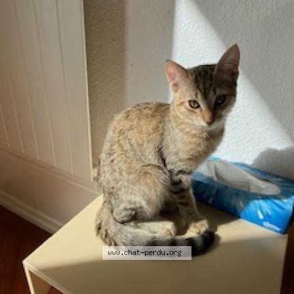 Foto einer verlorenen Katze in Geneve