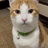 Picture of cat lost at Montevrain